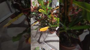 Кодиеум пёстрый.Сорт Мамми.