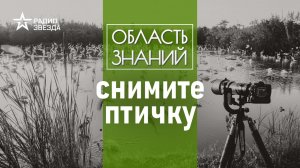 Что такое бёрдвотчинг и зачем им заниматься? Лекция биолога Нины Садыковой