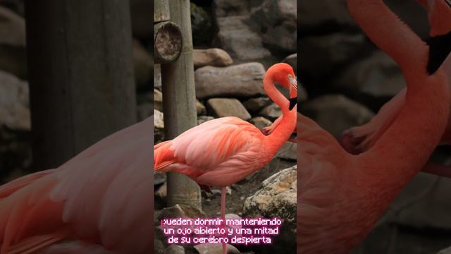 Descifrando el misterio de por qué los flamencos duermen en una pata смотреть онлайн