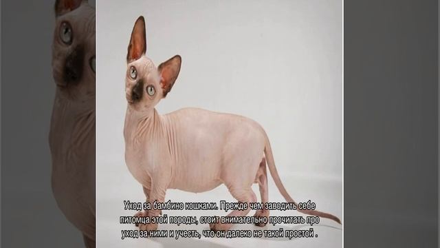 Бамбино кошка или сфинкс с короткими лапами