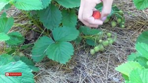 Клубника после МУЛЬЧИРОВАНИЯ скошенной травой и картоном. Обзор мульчирования клубники