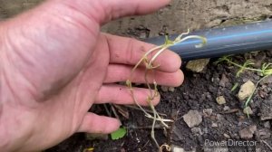 КОЗЫ ЗАВАЛИЛИ КОЗЛЯТАМИ и ЗАЛИЛИ МОЛОКОМ???Русские хохлатые цыплята, козы, куры, саженцы, кролики