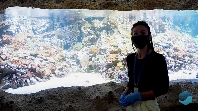 Доктора подводного мира смотреть онлайн