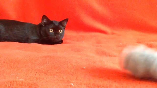 Купить шотландского котенка? Котята для Вас! Шотландские котята редких и классических окрасов.