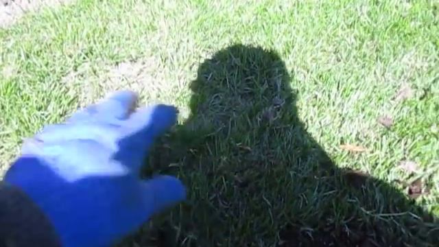 Ремонт газона. Как подсеять газон после собак. смотреть онлайн