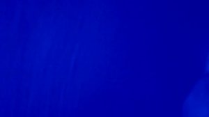 Зоофилия в общественном туалете