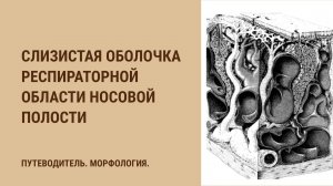 Слизистая оболочка респираторной области носовой полости