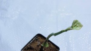 БЕГОНИЯ КОРАЛЛОВАЯ РЕАНИМАЦИЯ И СОВЕТЫ ПО УХОДУ