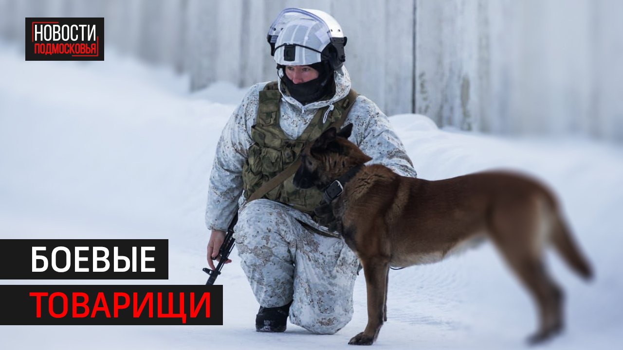 В Москве наградили лучших кинологов и собак Росгвардии 2022 года