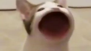 кот открывает и закрывает рот (мем)