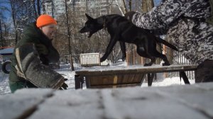 Щенок хердера (голландской овчарки) МАМБА 4 месяца#Dutch Shepherd Puppies