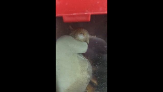 Рот улитки (Ахатина ) смотреть онлайн