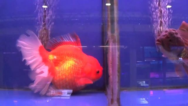 Птичий рынок 11 02 23 смотреть онлайн