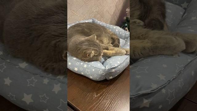 Пуша отдыхает / Pusha is resting
