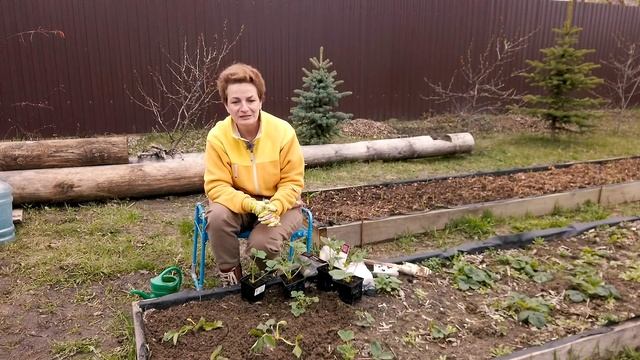 СОВМЕСТНЫЕ ПОСАДКИ вместе с клубникой смотреть онлайн