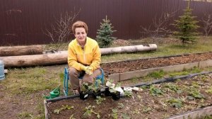 СОВМЕСТНЫЕ ПОСАДКИ вместе с клубникой