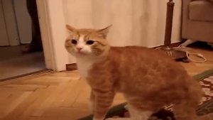 Кот Тимофей недоволен подлым поступком