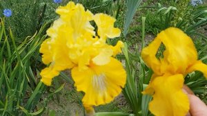 Желтые ирисы в моем саду.#ирисы#ирисывсаду#ирисыжелтые