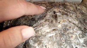 Заражение грибов Вешенки из Wildberries ? Часть 2.