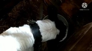 Как легко поить маленьких телят. Мои телята ни соски, ни пальцы не сосут.