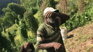 MAN FARMING GINGER FROM HE WAS 9 YEARS OLD | AN INSPIRATIONAL GINGER FARMER | JAMAICAN GINGER