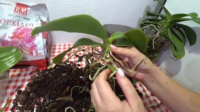 Уход за орхидеями. Как правильно отделить детку у орхидеи смотреть онлайн