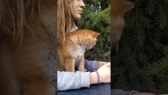 Девочка Сиба-Ину ⭕Leyko Kimi of My Immortal ⭕ 2 месяца смотреть онлайн