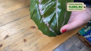 Калатея Дотти и Калатея Джулия - двойняшки красавицы | Сравнение двух сортов