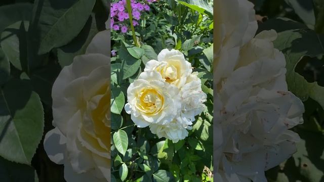 Роза чайно-гибридная Шопен #flower #rose #garden