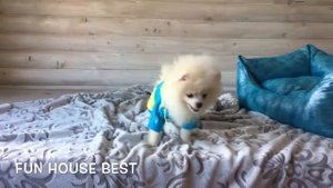 Мини мишка померанский шпиц