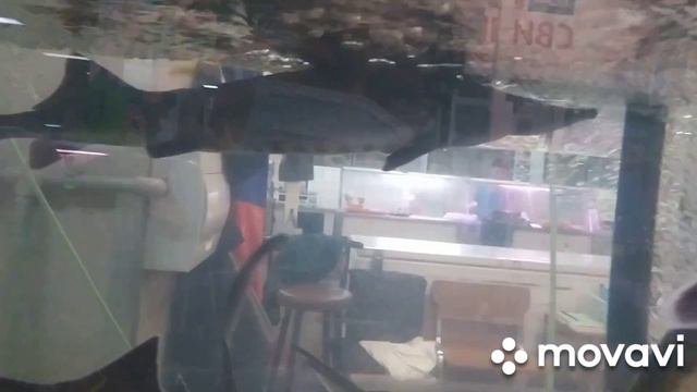 Обзор квартиры Рынок Придача Воронеж
