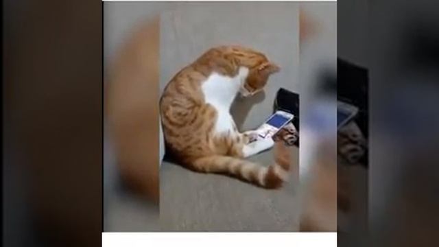 Кот грустит о хозяине. смотреть онлайн