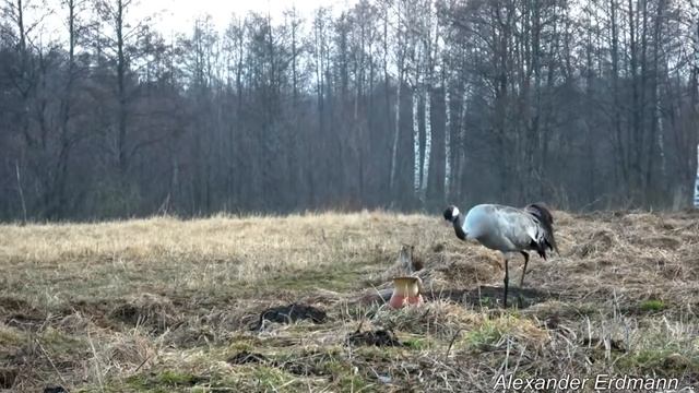 Серый журавль. Март 2019.