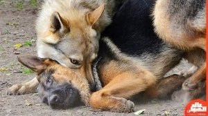 Волк убивает собаку ужасная сцена - Необузданный Африка !!!