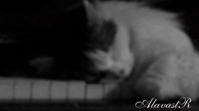 Музыкальный кот группы AlavastR смотреть онлайн