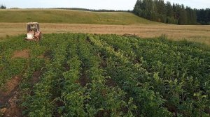 трактор Т-25 окучивание картошки