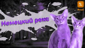 Немецкий Рекс: Оригинальная красота и нежность характера