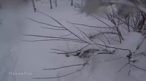 Заячье Эльдорадо. Охота на зайца с подхода