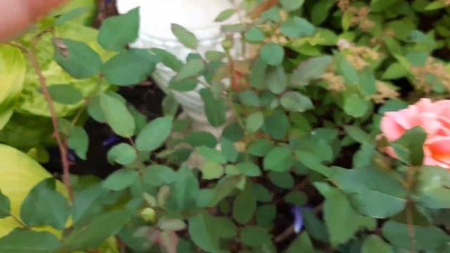 MIXED PERENNIAL GARDEN IN THE BACKYARD / ZONE 5 GARDENING / FILAM FAMILY смотреть онлайн