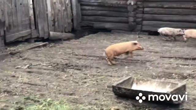 Семейный вояж к корням) город Пенза, Сосновоборский район, село Пичилейка. 12.06.23