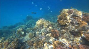 Schnorcheln in Coral Sun Beach Resort / Safaga / Ägypt