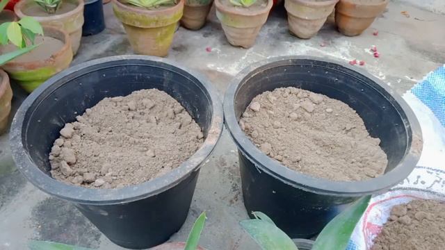 How to Transplant Agave Plant into Big pot | Best Plant For Beginners | Agave Plant |Beginners Plan