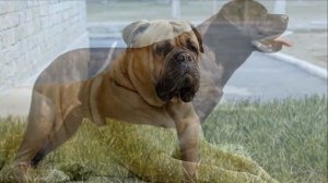 Собака Бульмастиф плюсы и минусы породы | Собаководство | Порода Бульмастиф