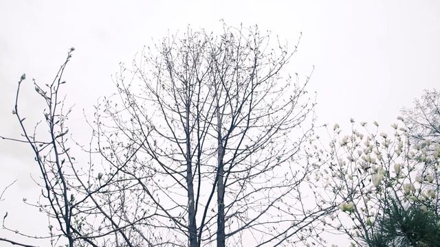 Магнолии центрального Черноземья