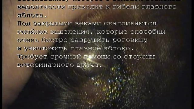 офтальмия новорожденных у собак.