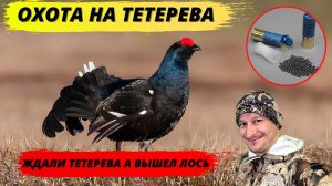 Ждали тетерева а пришёл Лось. Охота на тетерева на току!