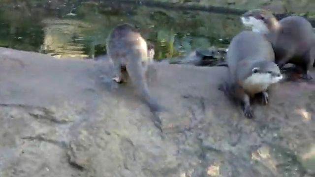 Голодные, писклявые выдры (Лондонский зоопарк) смотреть онлайн