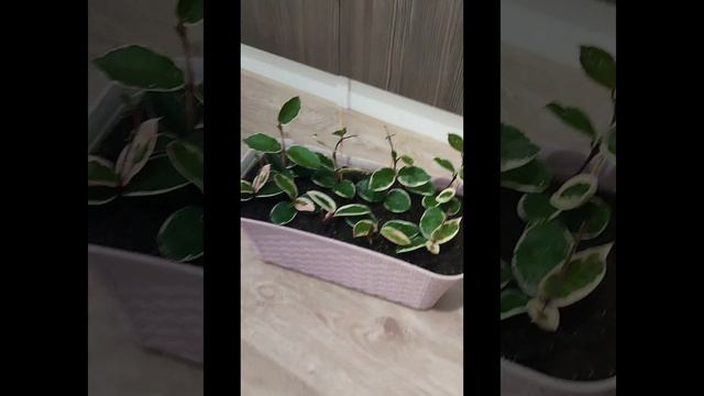 Хойя Кримсон Квин в композициях  #комнатныецветы #garden #хойя_кримсон_квин   #цветывмоскве