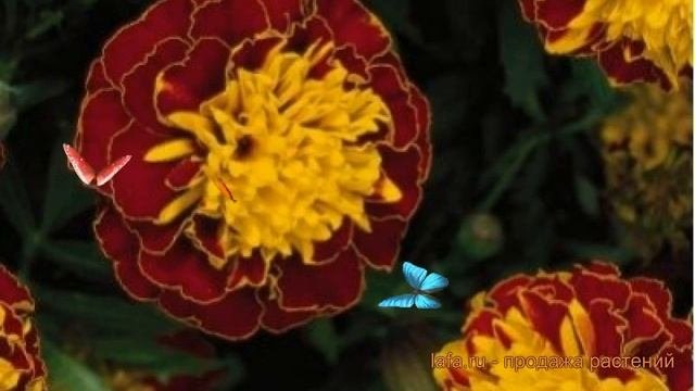 Бархатцы отклоненный Спрай ? отклоненный бархатцы Спрай обзор: как сажать, семена бархатцев Спрай