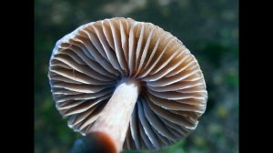 Cortinarius decipiens